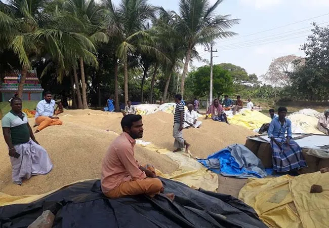  Government Paddy Purchasing Centers Not Opened cauvery delta farmers 